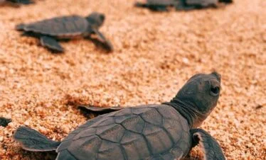 BAHIA SOLANO-LIBERACION DE TORTUGAS
