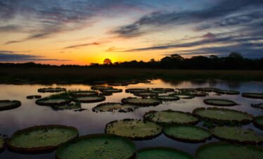 AMAZONAS